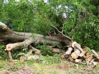 Peste 25.000 de arbori rupţi în Pădurea Ceala în urma furtunii din iunie 2017