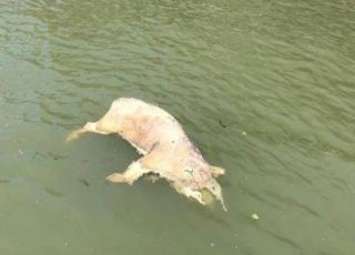 Autoritățile în alertă. Un porc a fost găsit plutind pe Mureș