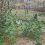Cannabis cultivat pe malul Mureșului. Trei arădeni au fost arestați