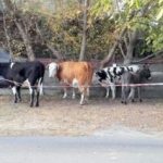 Trei vaci și un măgar, la plimbare prin centrul Aradului