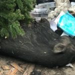 Animal mort, aruncat la gunoi. Retim: „Deșeurile nu se mai pot arunca la gramadă“