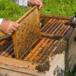 Albinele din județul Arad, decimate de poluarea chimică