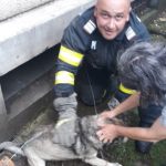 Orice suflet contează! Pompierii din Ineu au salvat un câine căzut într-un canal de ventilație