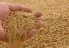 Producţie de grâu bună în județul Arad, în condiţiile secetei pronunţate
