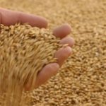România, locul şase în Uniunea Europeană la producţia de grâu obţinută anul trecut