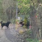 Câini comunitari capturați de pe străzile din Arad și duși la Adăpostul Public