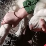 Fiecare viață contează! Câine blocat într-un gard, salvat de pompierii arădeni