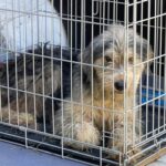 Câini ținuți în condiții improprii, găsiți în curtea unei femei din Gurba