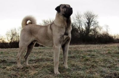 Câini din rasa Kangal, găsiţi morţi la o stână din zona Galșa