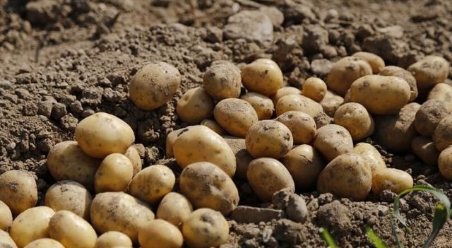Doar două cereri au fost depuse în Arad pentru ajutorul financiar acordat la cultivarea cartofului