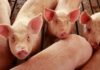 Una dintre cele mai mari ferme de reproducţie porci din Europa se construieşte la Semlac