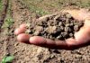 Secetă. Fermierii din județul Arad estimează pierderi la culturile de toamnă