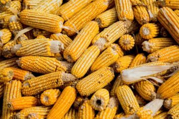 Producţia de porumb în judeţul Arad, printre cele mai mici din ultimele decenii