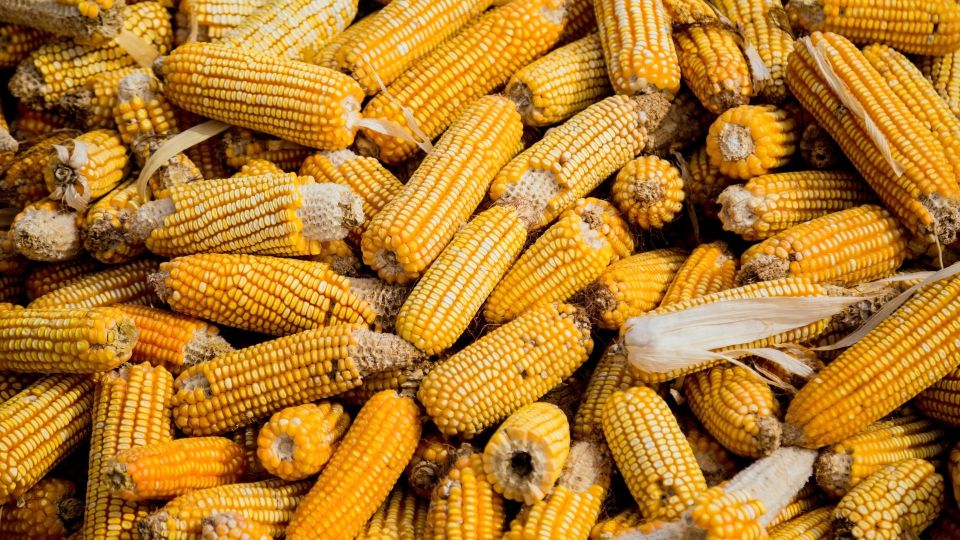 Producţia de porumb în judeţul Arad, printre cele mai mici din ultimele decenii