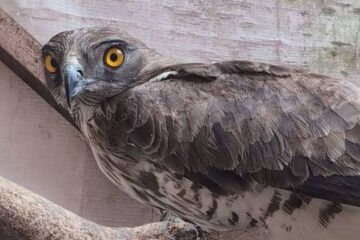 Un şerpar împuşcat în judeţul Arad, salvat şi eliberat în natură de veterinari şi ornitologi ai Grupului Milvus