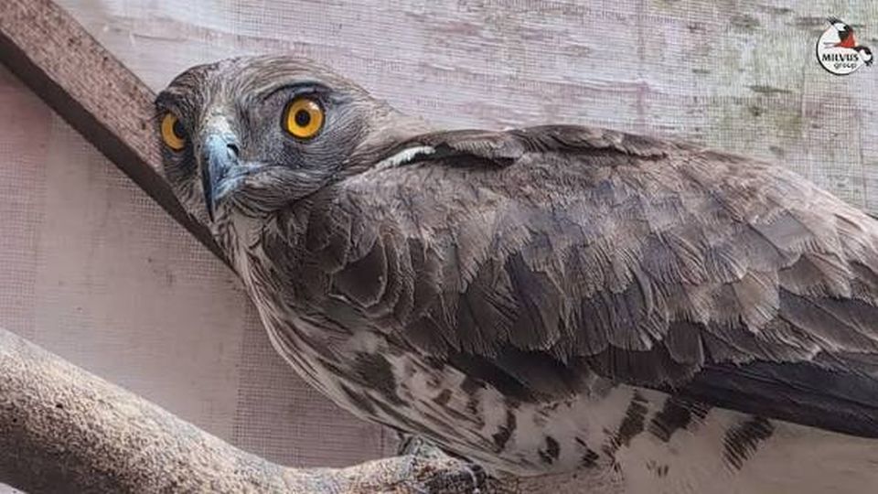 Un şerpar împuşcat în judeţul Arad, salvat şi eliberat în natură de veterinari şi ornitologi ai Grupului Milvus